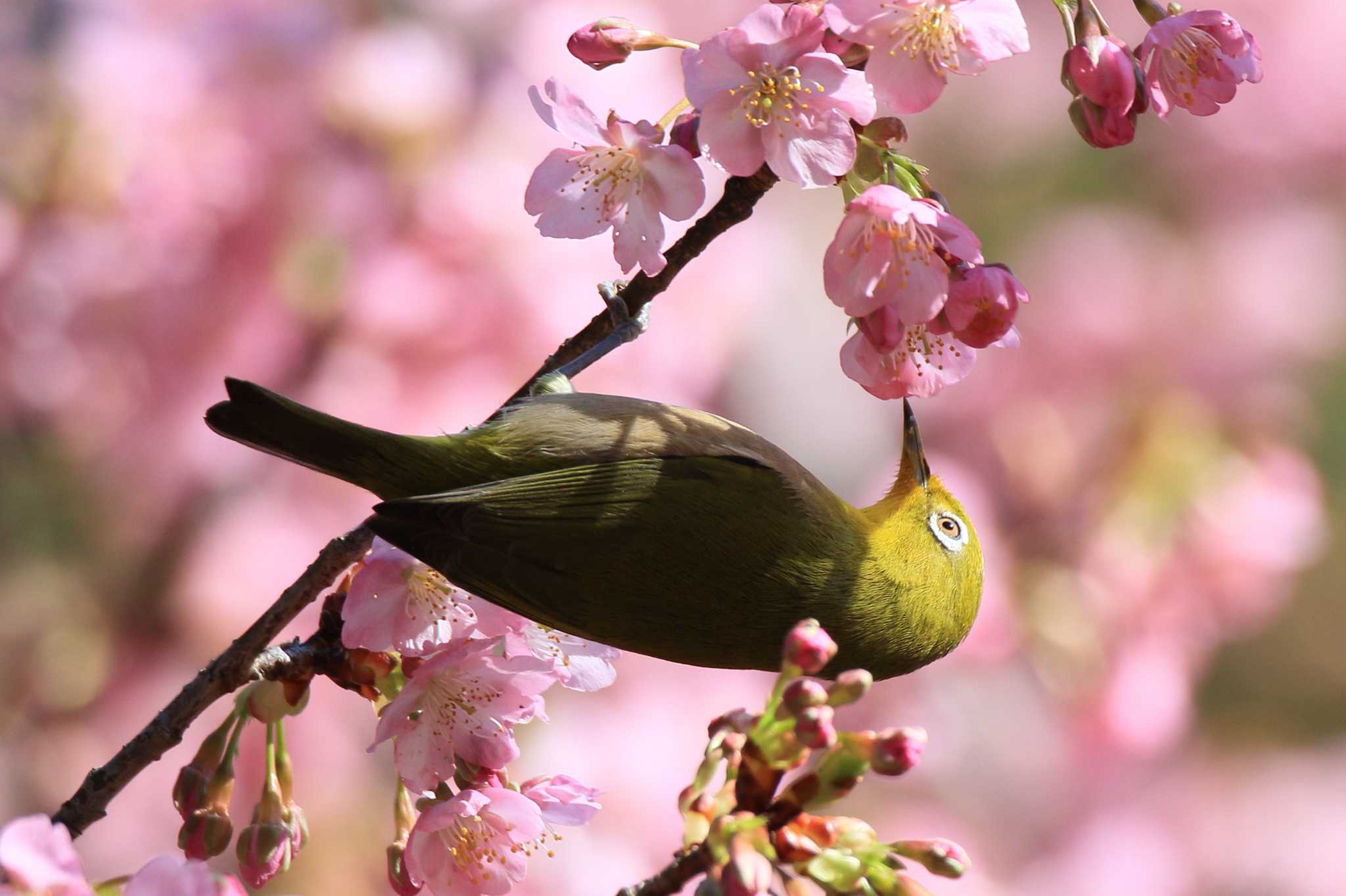 萬葉公園 メジロの写真 by ごろう