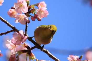 メジロ 萬葉公園 2024年2月24日(土)