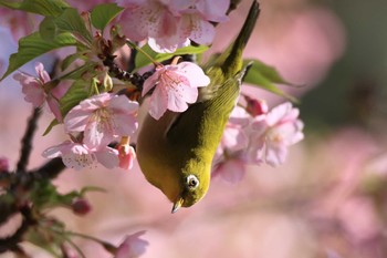 メジロ 萬葉公園 2024年2月24日(土)