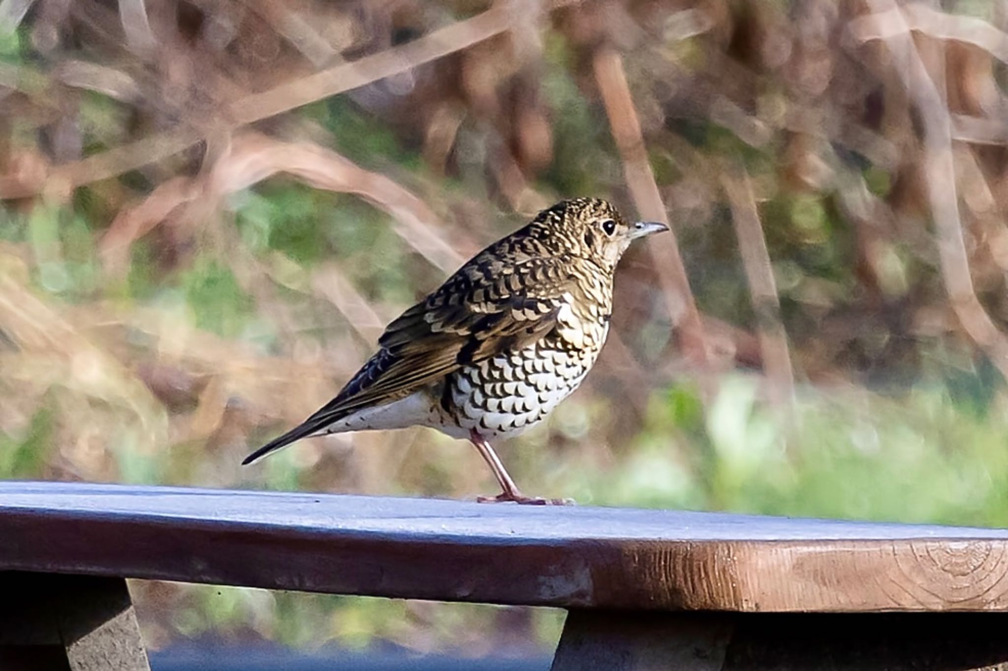 Photo of White's Thrush at 秋ヶ瀬公園(ピクニックの森) by Tomo