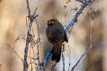 Chinese Hwamei 秋ヶ瀬公園(ピクニックの森) Sat, 2/24/2024