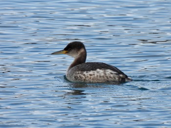 Red-necked Grebe 宮城県 Fri, 2/23/2024