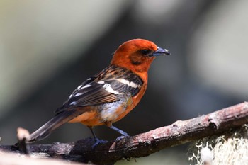 Flame-colored Tanager コスタリカ Mon, 2/12/2024