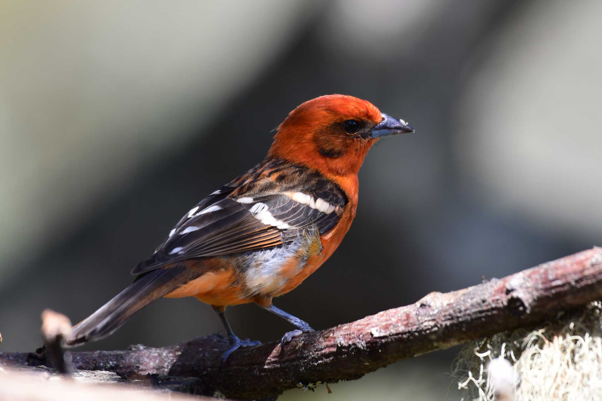 Photo of Flame-colored Tanager at コスタリカ by でみこ