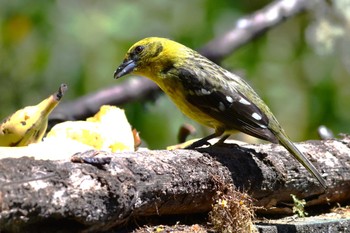 Flame-colored Tanager コスタリカ Mon, 2/12/2024