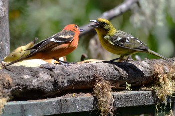 Flame-colored Tanager コスタリカ Mon, 2/12/2024