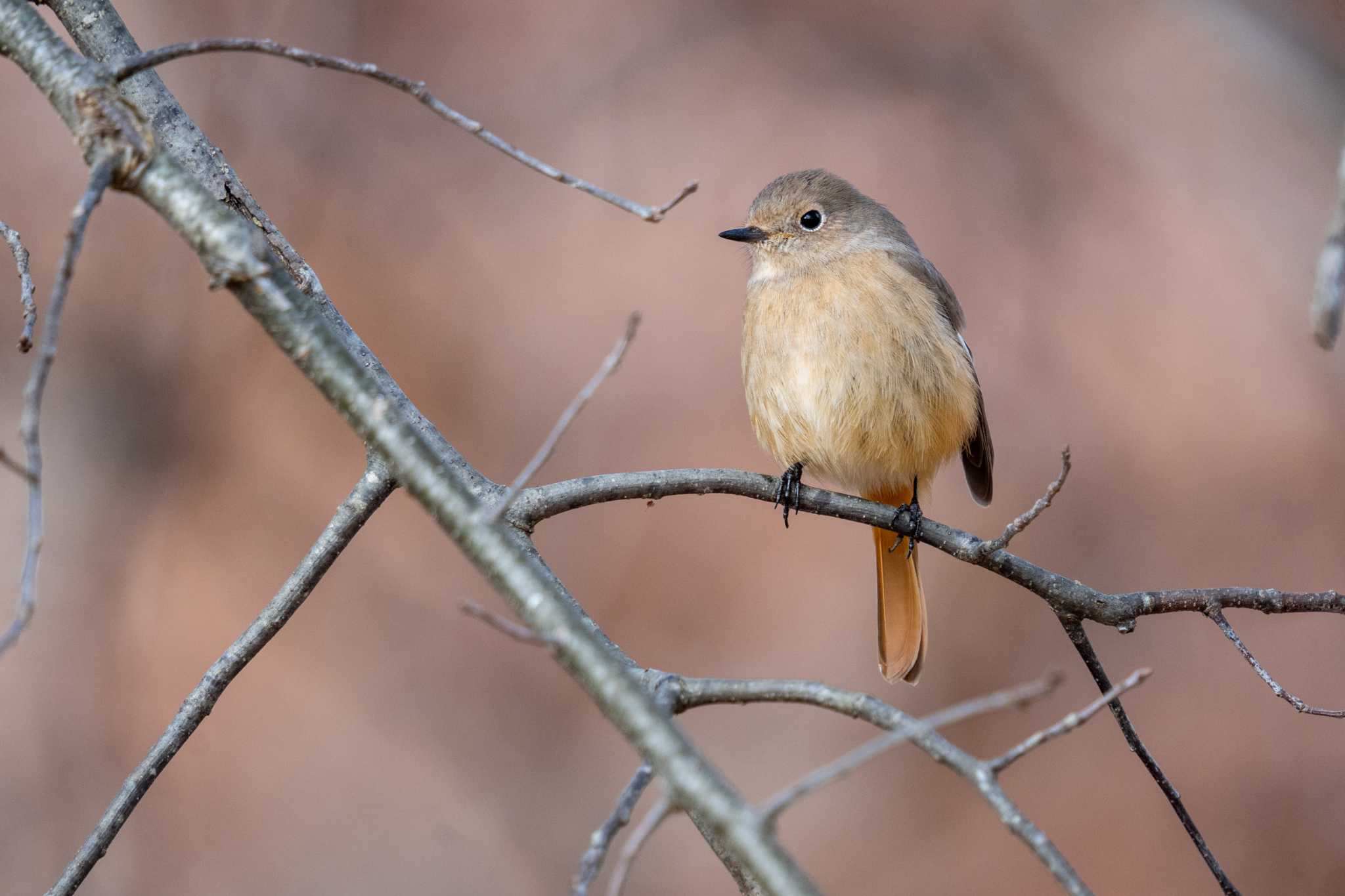 Photo of Daurian Redstart at 京都府立植物園 by chez 