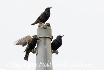 Common Starling Ishigaki Island Wed, 11/28/2018