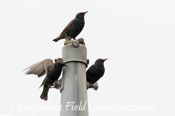 Photo of Common Starling at Ishigaki Island by 石垣島バードウオッチングガイドSeaBeans