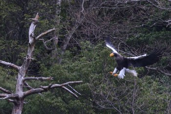 Steller's Sea Eagle 山本山(滋賀県) Fri, 2/23/2024