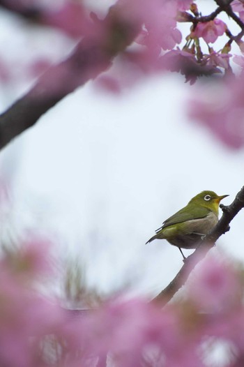 Warbling White-eye Osaka Tsurumi Ryokuchi Sat, 2/24/2024