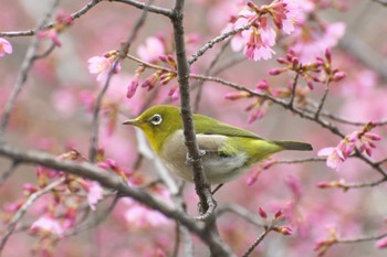 Warbling White-eye Osaka Tsurumi Ryokuchi Sat, 2/24/2024