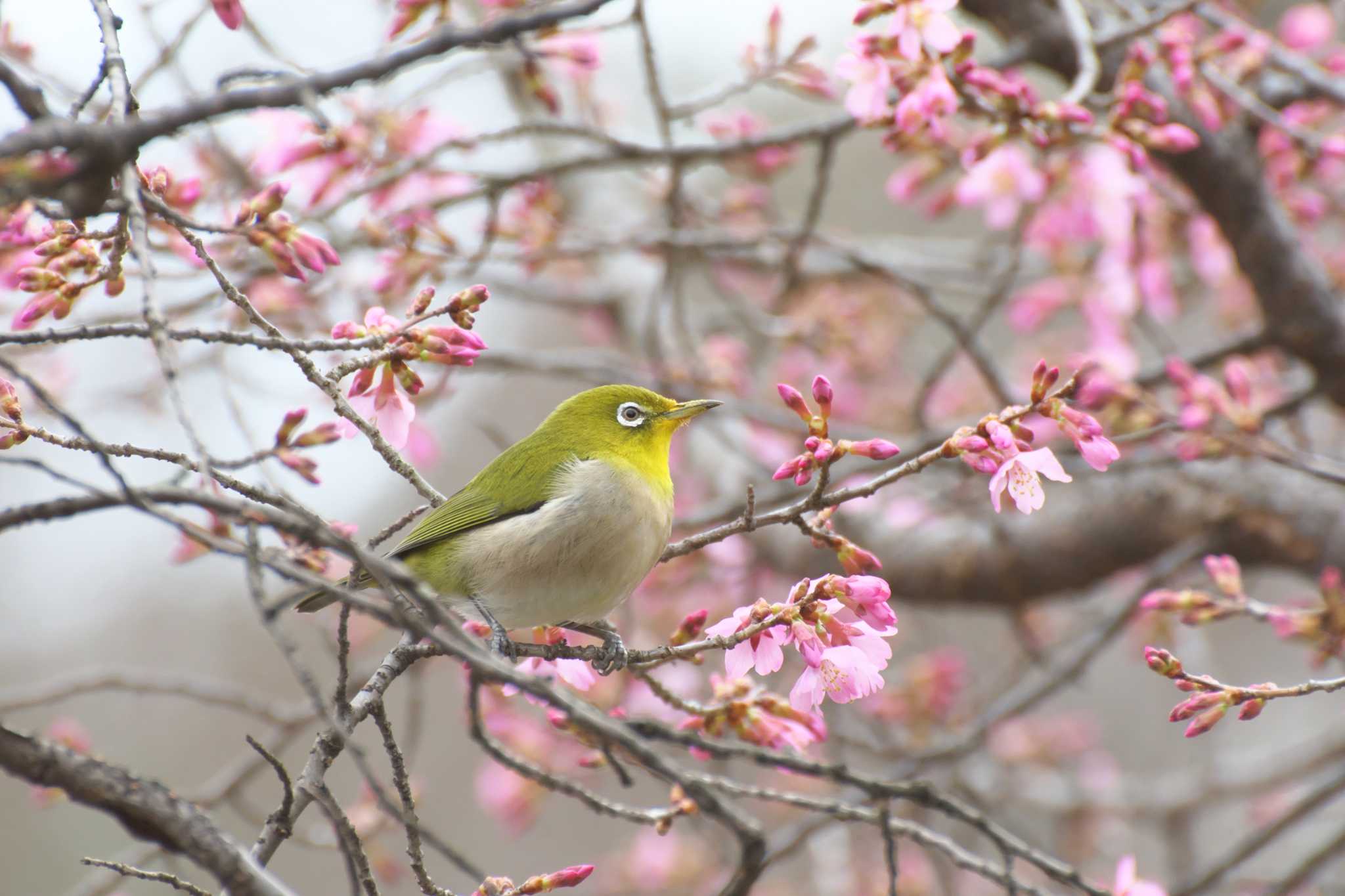 Photo of Warbling White-eye at Osaka Tsurumi Ryokuchi by 大井 誠