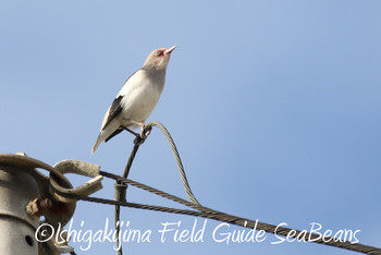 White-shouldered Starling Ishigaki Island Wed, 11/28/2018