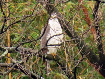 2024年2月23日(金) 大泉緑地の野鳥観察記録