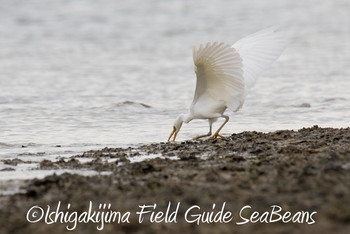 Pacific Reef Heron Ishigaki Island Wed, 11/28/2018