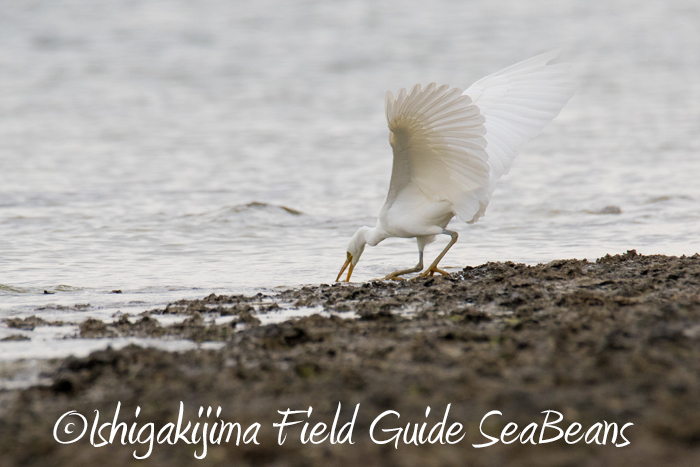 Photo of Pacific Reef Heron at Ishigaki Island by 石垣島バードウオッチングガイドSeaBeans