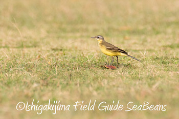 Eastern Yellow Wagtail(simillima) Ishigaki Island Wed, 11/28/2018