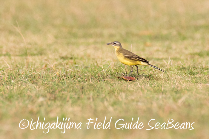 Photo of Eastern Yellow Wagtail(simillima) at Ishigaki Island by 石垣島バードウオッチングガイドSeaBeans