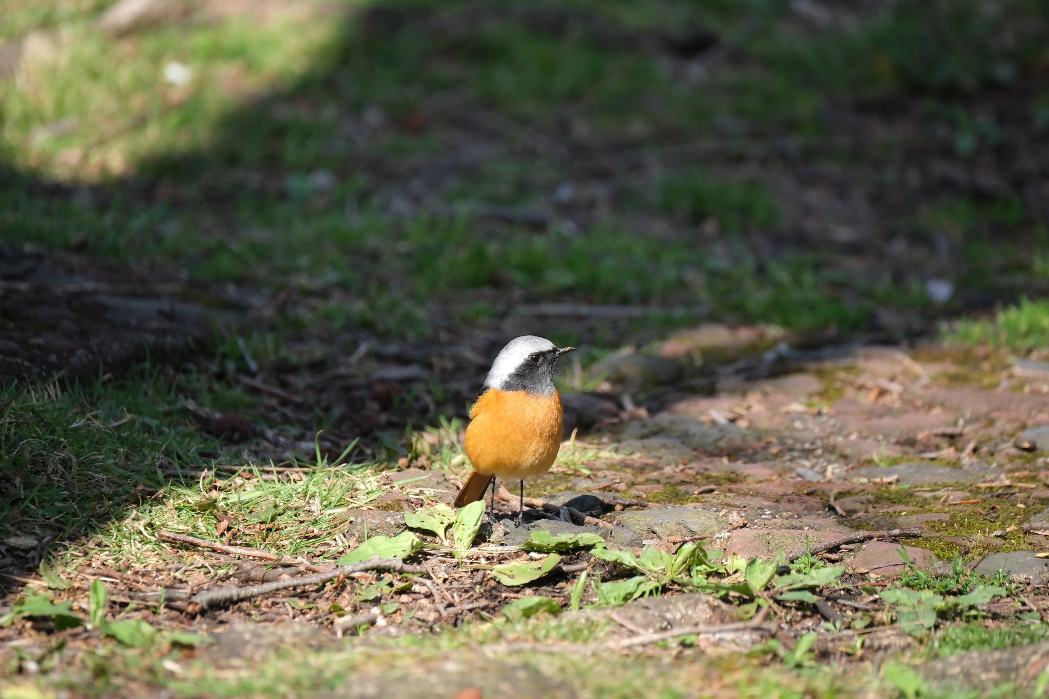 Photo of Daurian Redstart at 中郷温水池(三島市) by ポン介