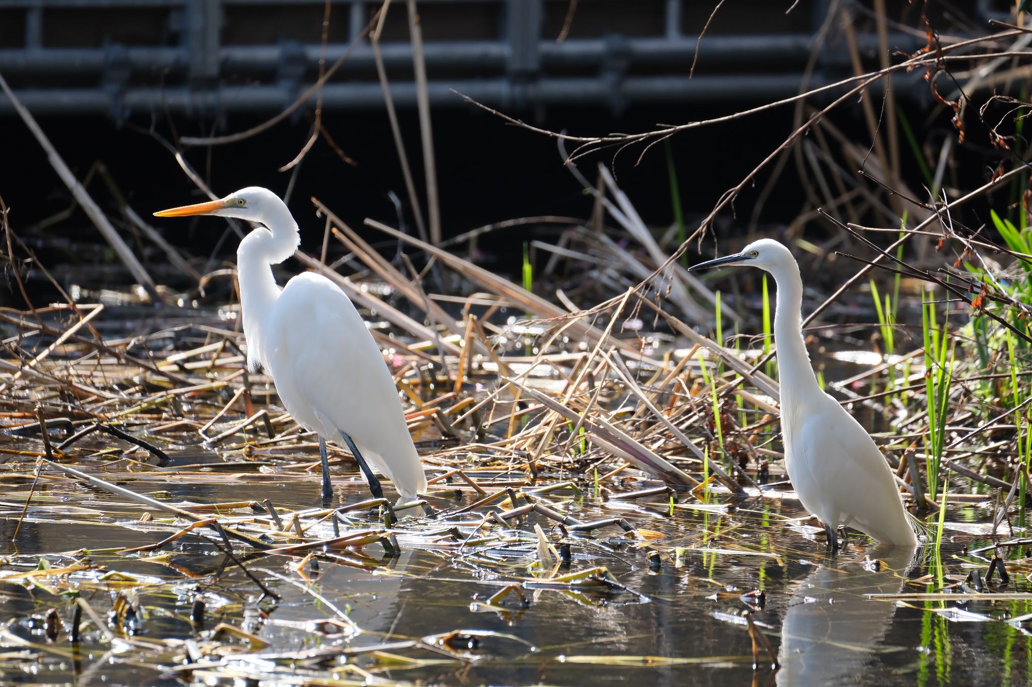 Great Egret