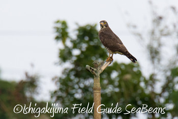 Grey-faced Buzzard Ishigaki Island Wed, 11/28/2018