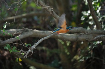 2024年2月24日(土) 中郷温水池(三島市)の野鳥観察記録