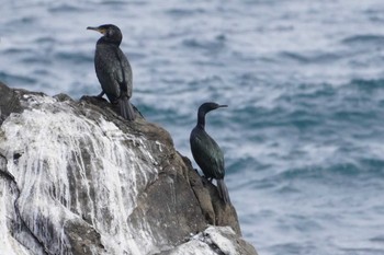 Pelagic Cormorant 平磯海岸 Mon, 2/12/2024