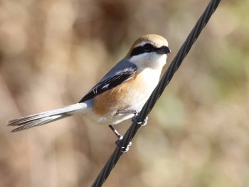 Bull-headed Shrike 小網代の森 Sat, 2/24/2024