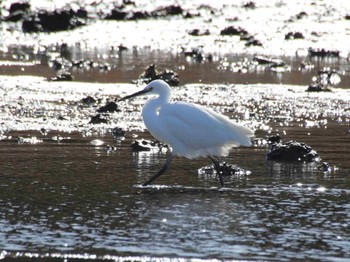 Little Egret 小網代の森 Sat, 2/24/2024