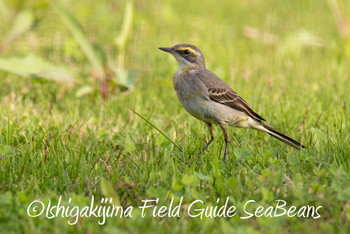 Eastern Yellow Wagtail Ishigaki Island Wed, 11/28/2018