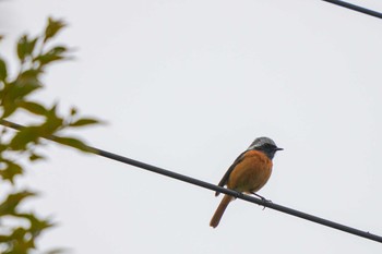 Daurian Redstart Unknown Spots Sat, 2/24/2024