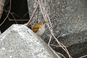 Pale Thrush Unknown Spots Sat, 2/24/2024