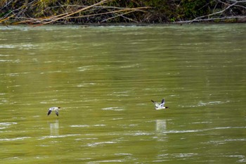 Common Merganser Unknown Spots Sat, 2/24/2024