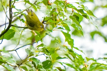 Warbling White-eye Unknown Spots Sat, 2/24/2024