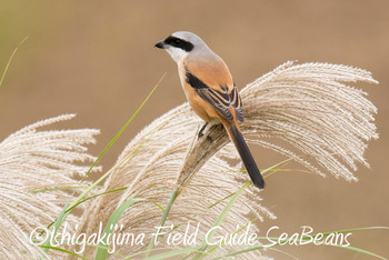 Long-tailed Shrike Ishigaki Island Wed, 11/28/2018