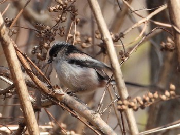 Long-tailed Tit Imperial Palace Sat, 2/24/2024