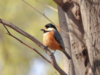 Varied Tit Imperial Palace Unknown Date