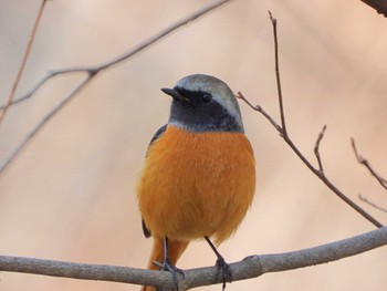 Daurian Redstart Imperial Palace Unknown Date