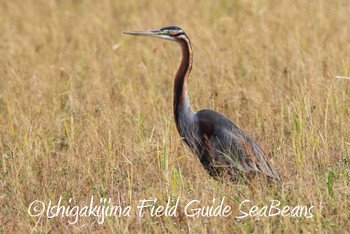 Purple Heron Ishigaki Island Wed, 11/28/2018