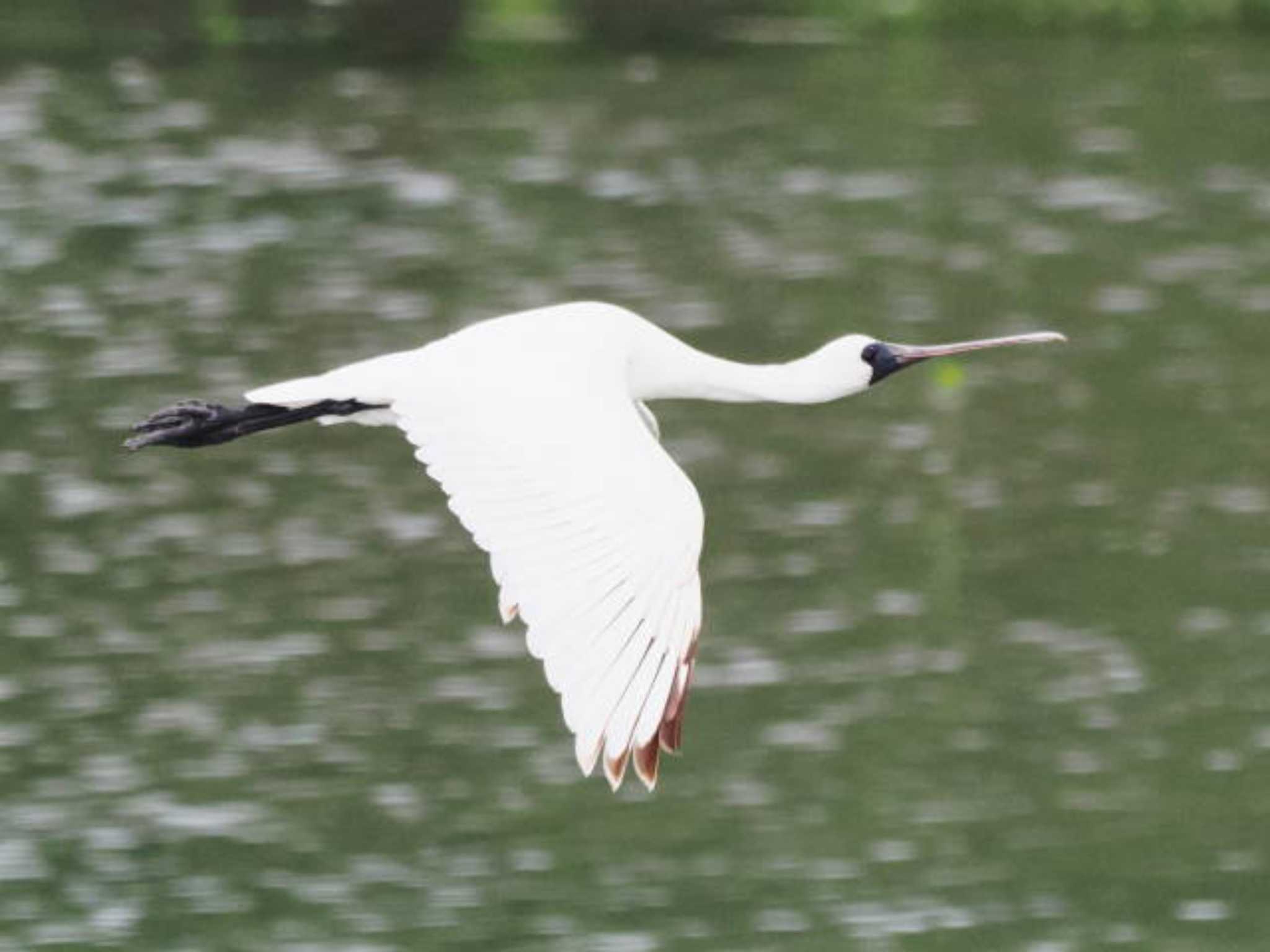 Black-faced Spoonbill