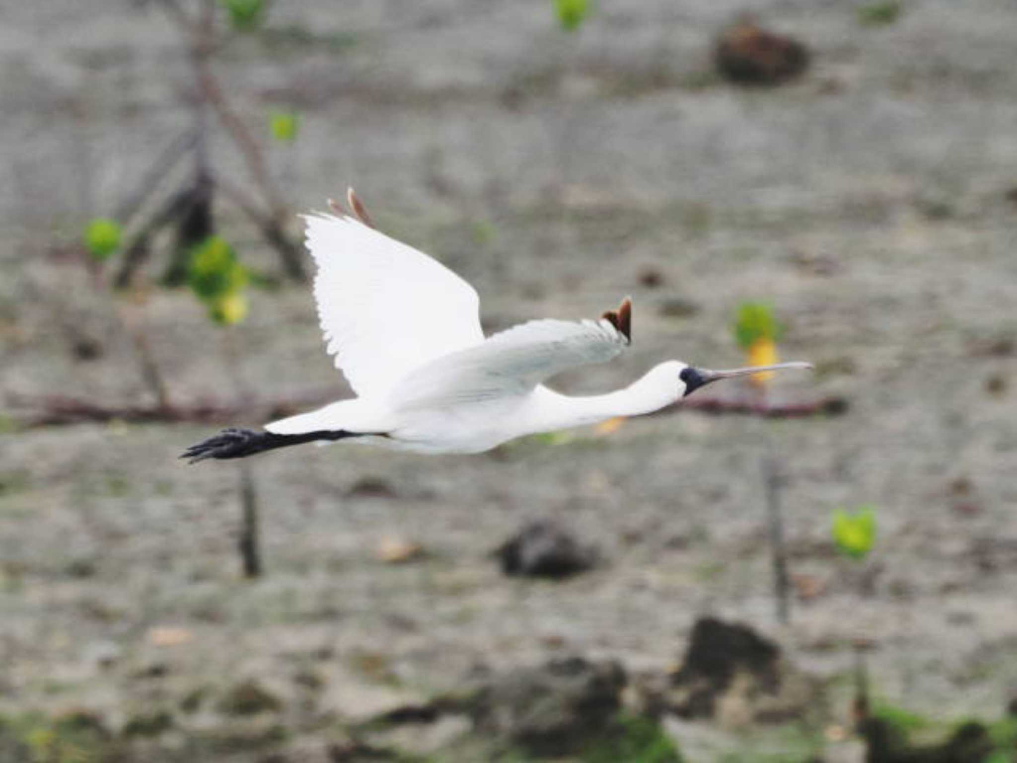 Black-faced Spoonbill