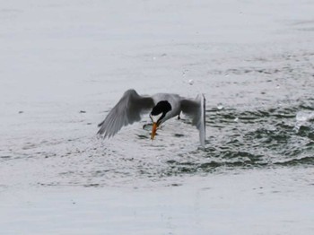 Thu, 5/25/2023 Birding report at 豊崎干潟