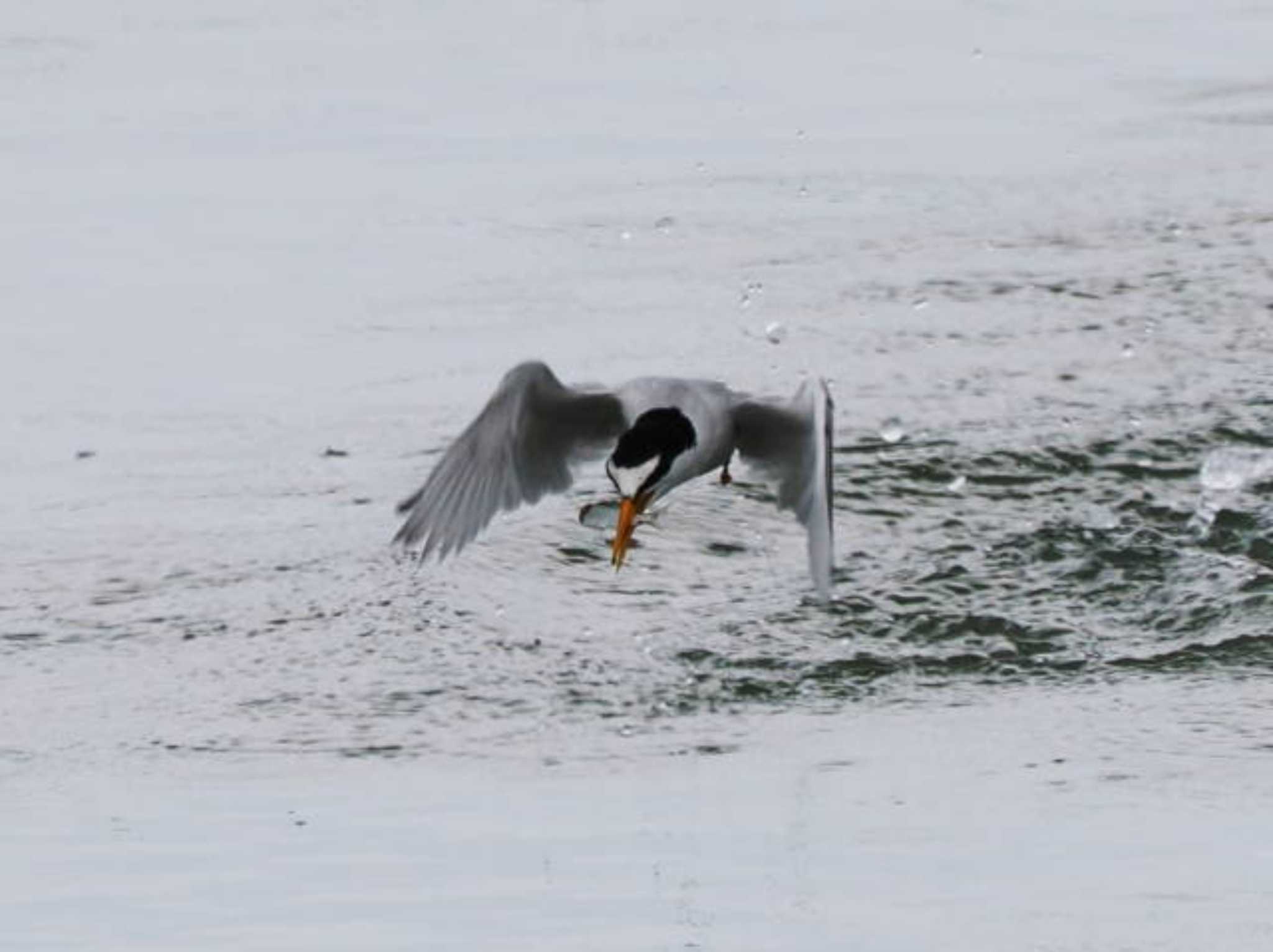 Little Tern