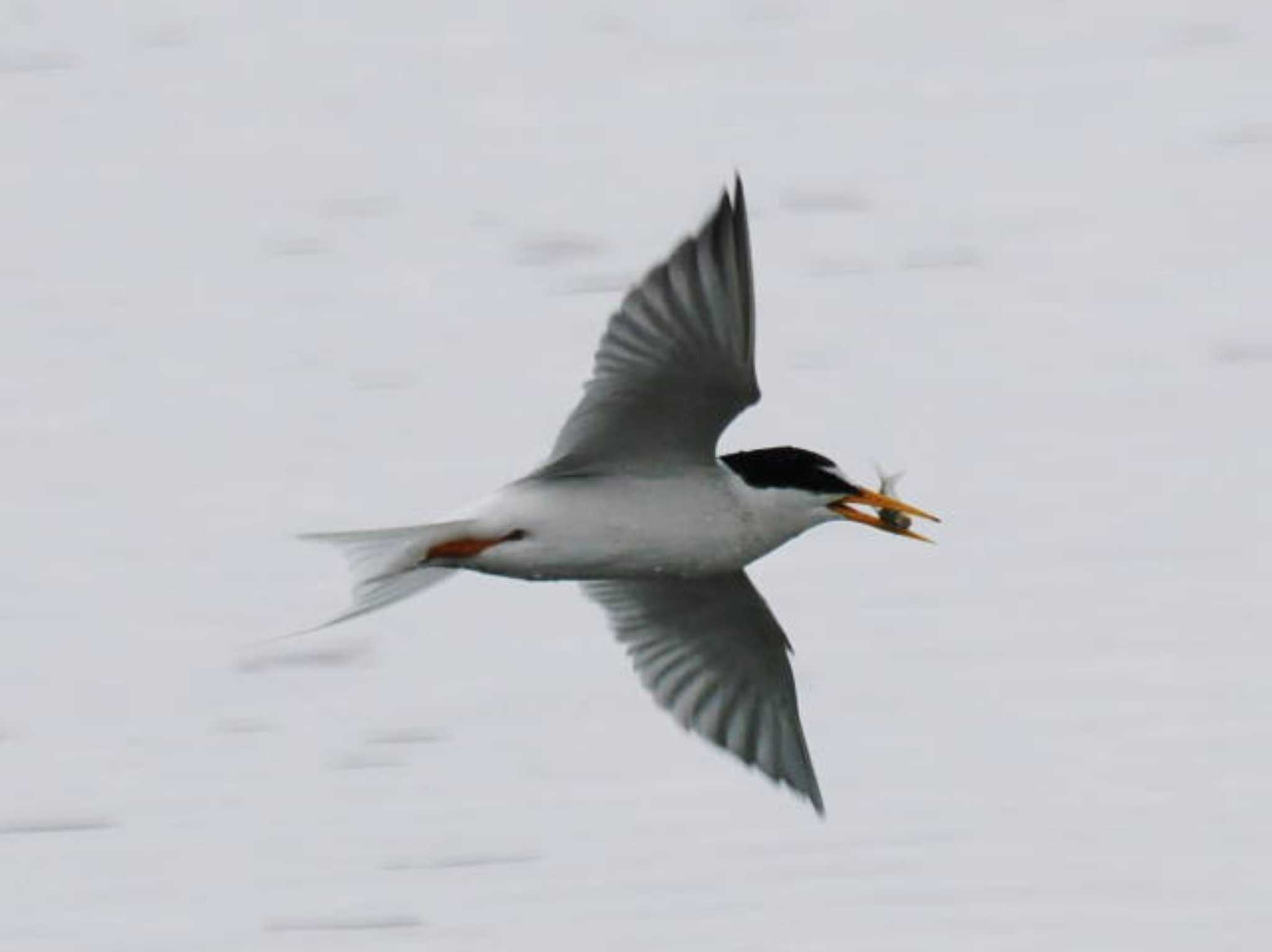 Little Tern