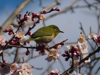 メジロ 大池親水公園 2024年2月24日(土)