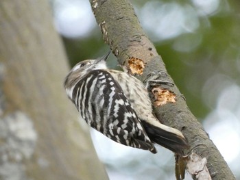 Japanese Pygmy Woodpecker Nara Park Fri, 3/3/2023