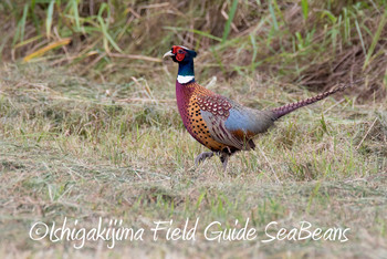 Common Pheasant Ishigaki Island Wed, 11/28/2018