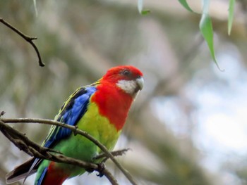 Eastern Rosella Nurragingy Reserve, Doonside, NSW, Australia Sat, 2/3/2024