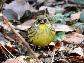 2024年2月24日(土) 舞岡公園の野鳥観察記録